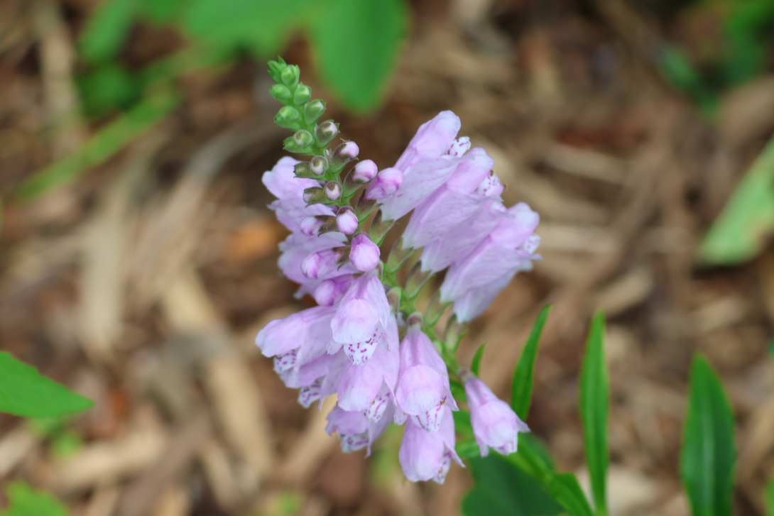 Physostegia-virginiana in bloom, blooming
