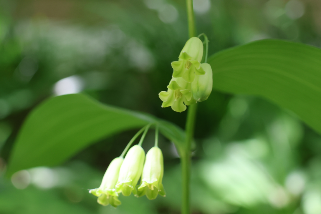 Polygonatum-biflorum in bloom, blooming