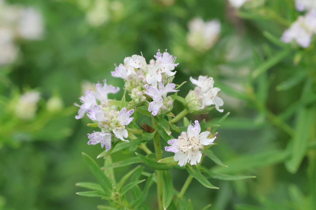 Pycnanthemum-virginianum-1 in bloom, blooming