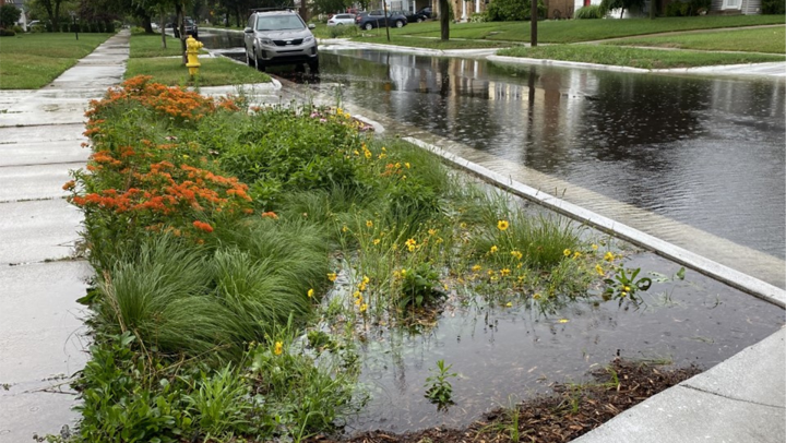 Rain Garden in Action