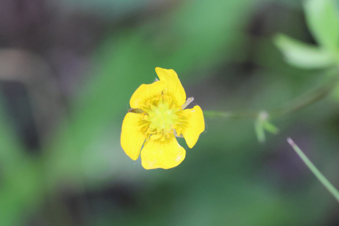 Ranunculus-hispidus in bloom, blooming