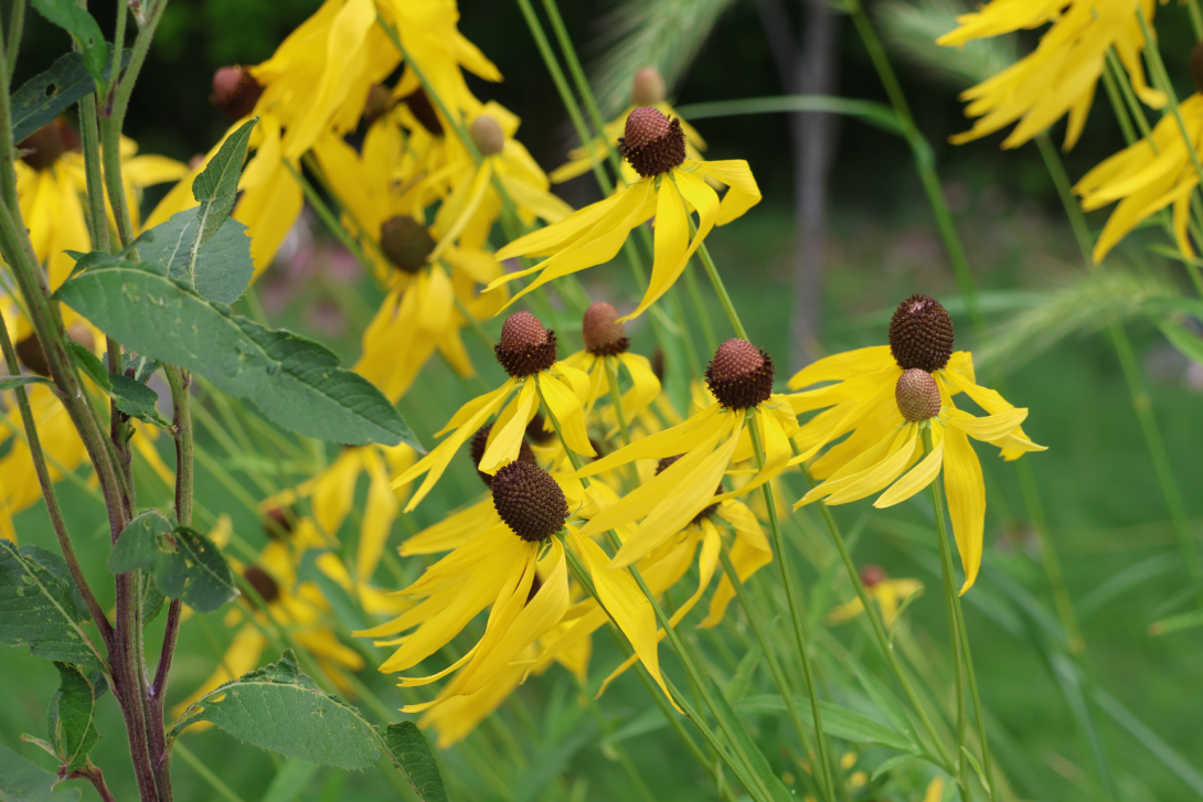 Ratibida-pinnata in bloom, blooming