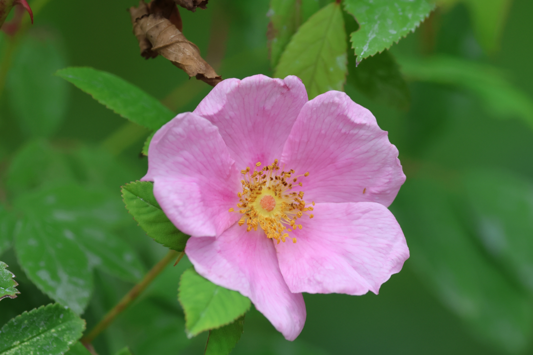 Rosa-palustris in bloom