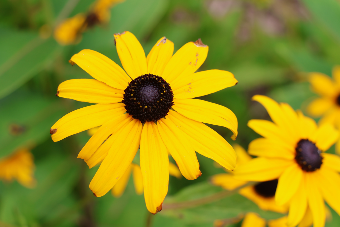 Rudbeckia-fulgida in bloom
