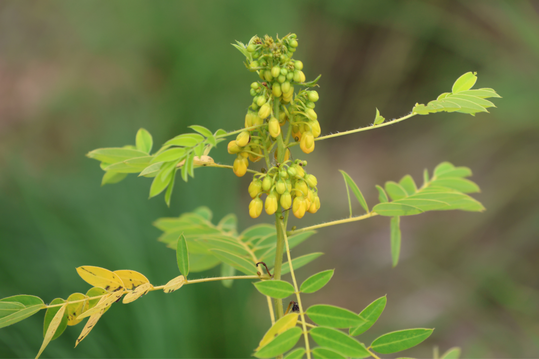 Senna-hebecarpa in bloom