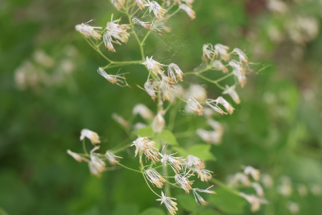 Thalictrum-dasycarpum in bloom