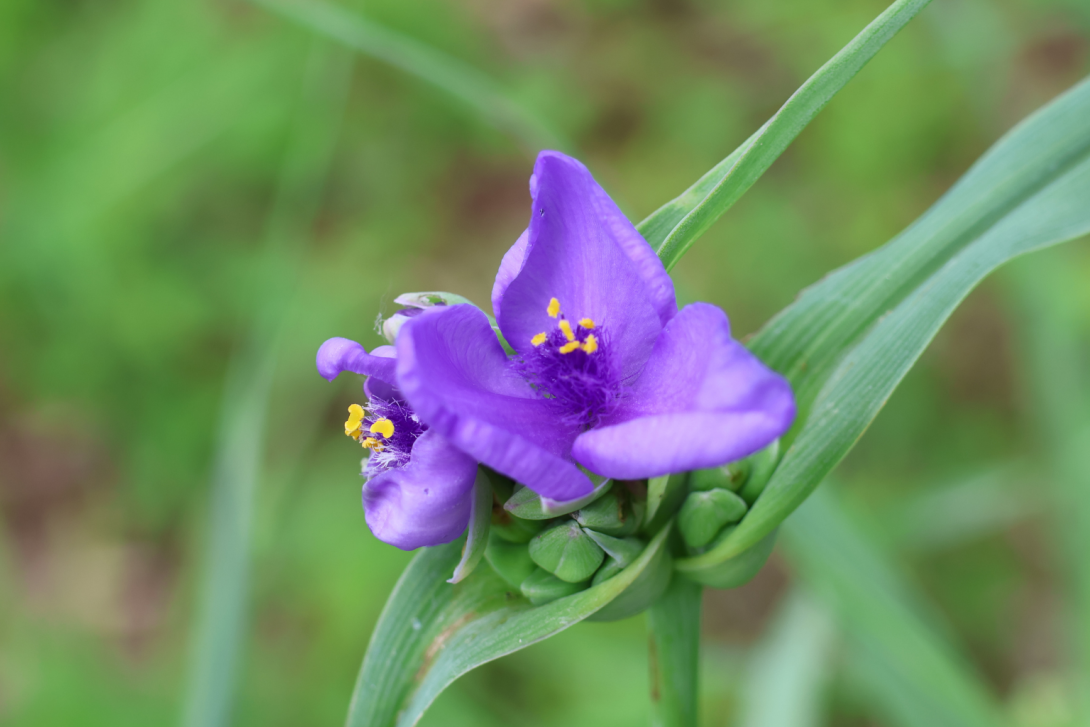Tradescantia-ohiensis in bloom