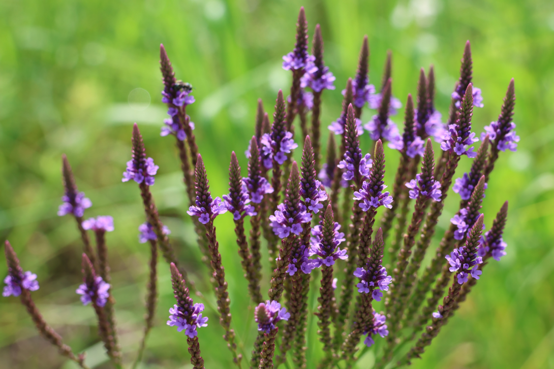 Verbena-hastata in bloom