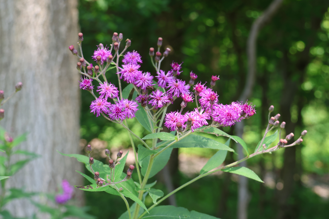 Vernonia-missurica in bloom
