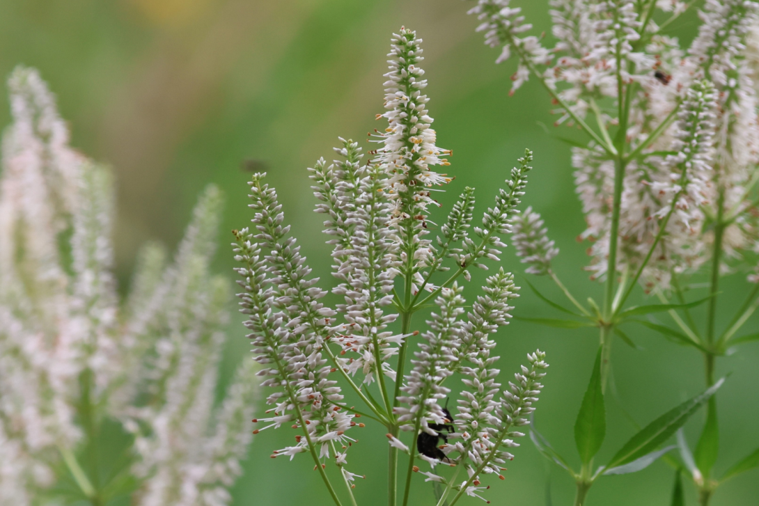 Veronicastrum-virginicum in bloom