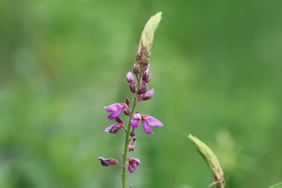 Desmodium-canadense in bloom, blooming