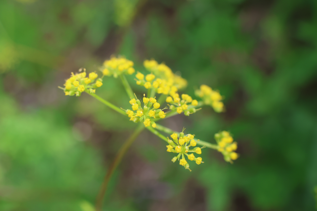 Zizia-aurea in bloom