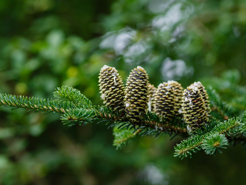 Abies fraseri in bloom