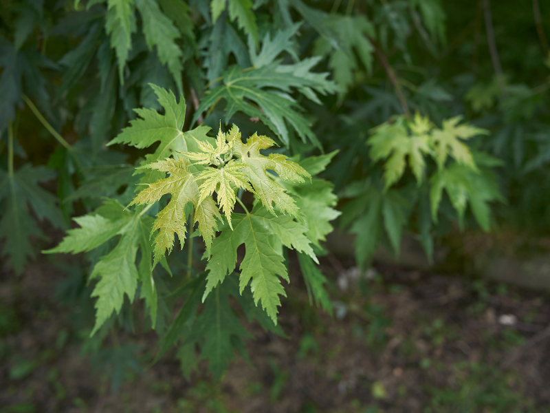 Acer saccharinum in bloom