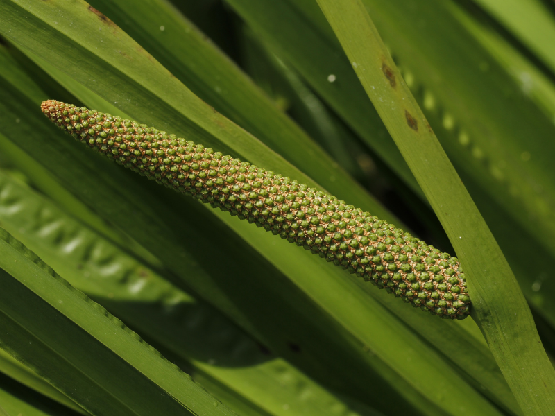 Acorus americanus, Sweet Flag in bloom