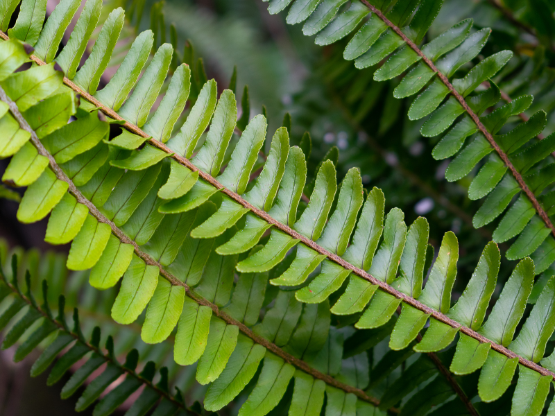 Adiantum pedatum, Maidenhair Fern in bloom