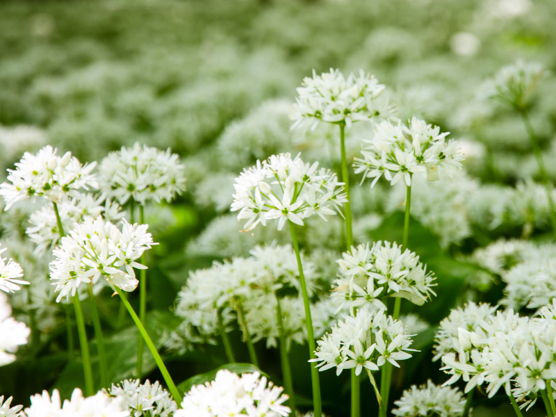 Allium canadense, Wild garlic in bloom