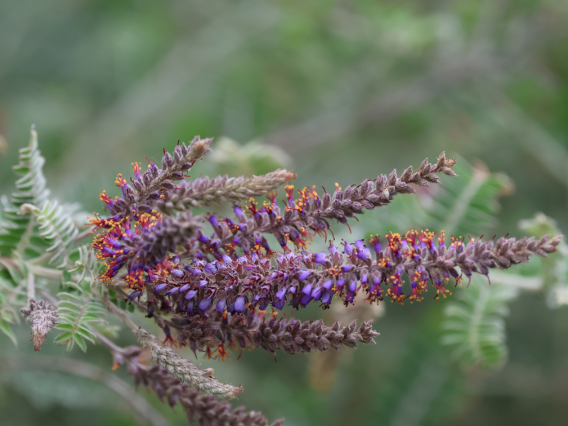 Amorpha canescens, Lead Plant in bloom