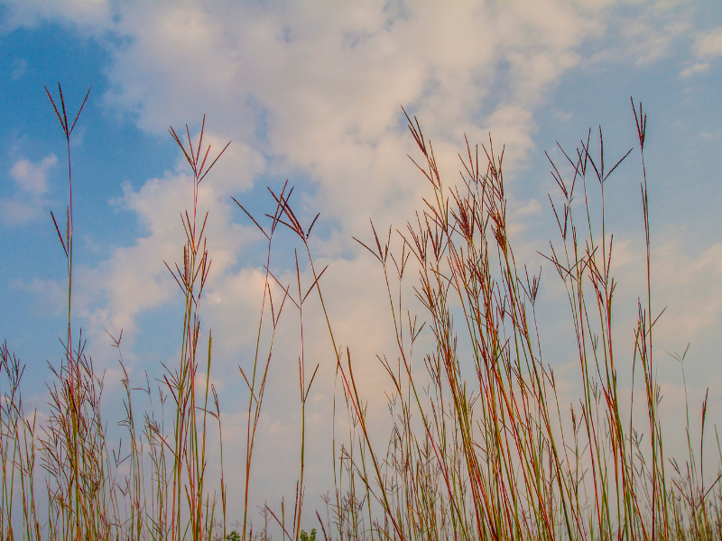 Andropogon gerardii, Big Bluestem in bloom