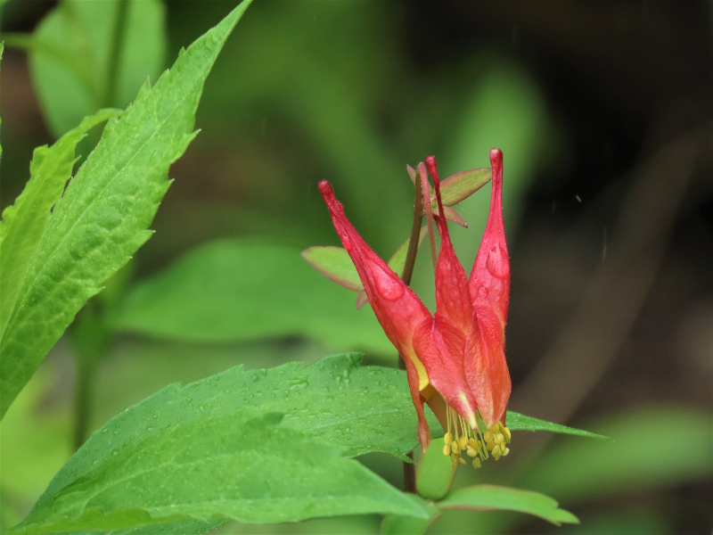 Aquilegia canadensis, Wild Columbine in bloom