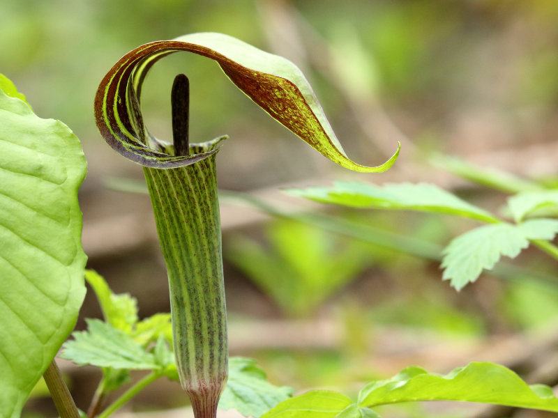 Arisaema triphyllum, Jack-in-the-pulpit in bloom
