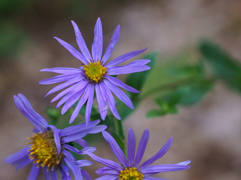 Aster oolentangiensis, Prairie Heart-Leaved Aster in bloom