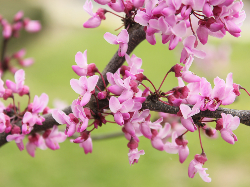 Cercis canadensis, Redbud in bloom