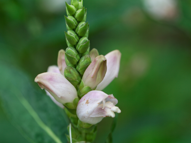 Chelone glabra, Turtlehead in bloom
