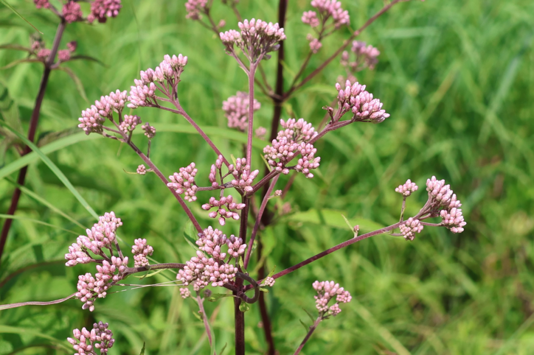 Eupatorium macultum, Joe Pye Weed in bloom