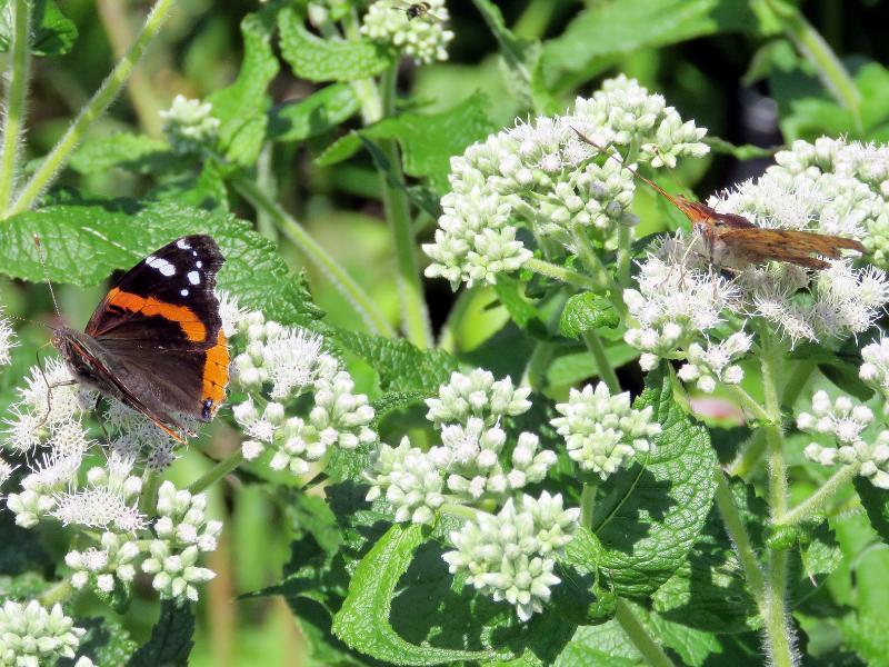Eupatorium perfoliatum, Boneset in bloom