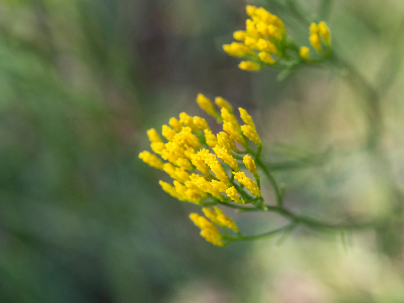 Euthamia caroliniana, Slender goldentop in bloom