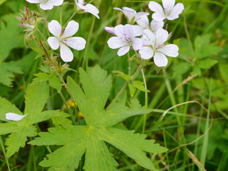 Geranium maculatum, Wild Geranium in bloom