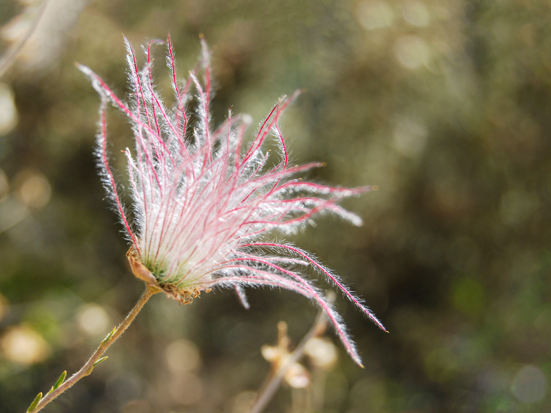 Geum triflorum, Prairie Smoke in bloom
