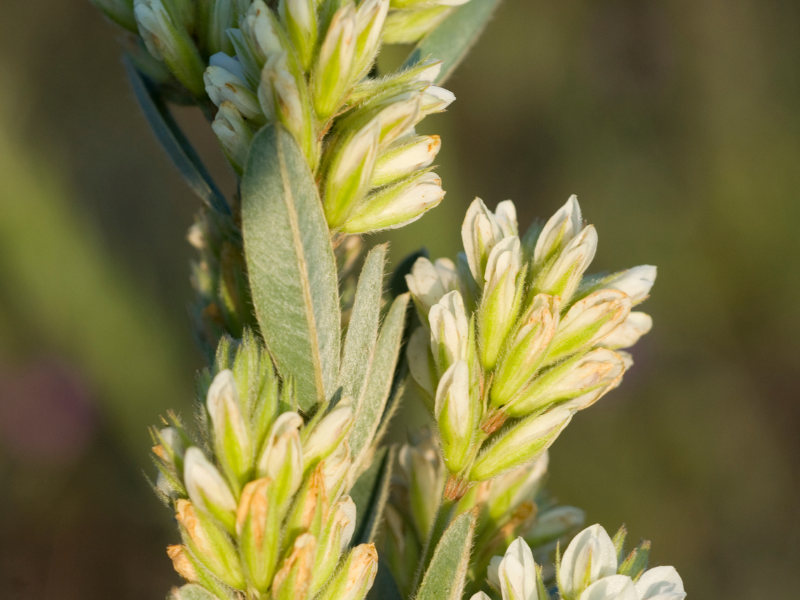 Lespedeza capitata, Round Headed Bush Clover in bloom