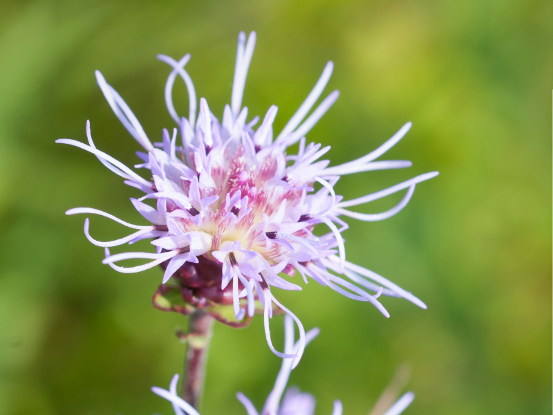 Liatris aspera, Rough Blazingstar in bloom