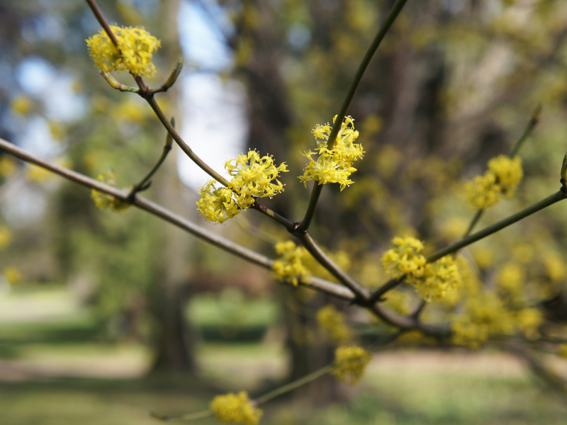 Lindera benzoin, Spicebush in bloom