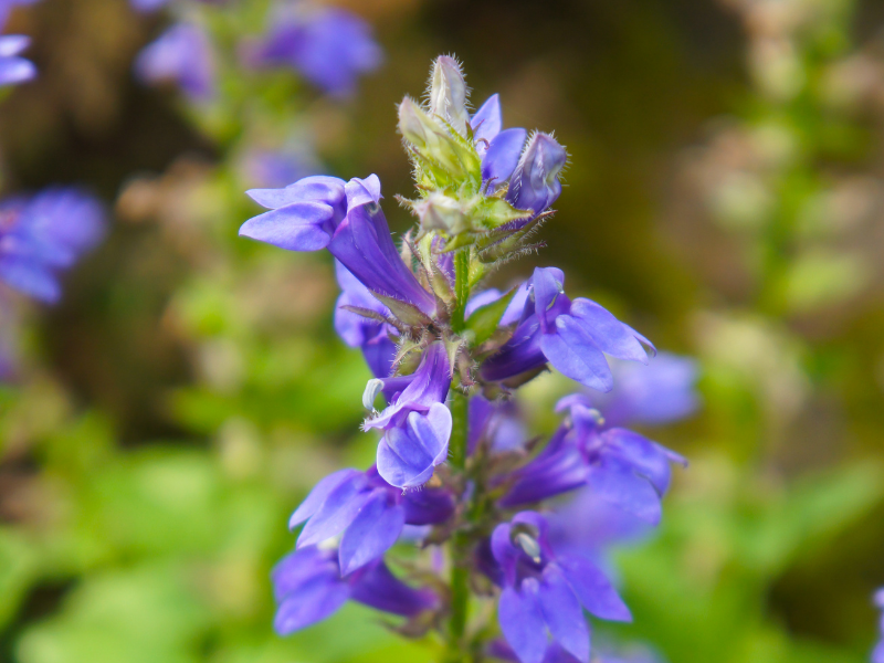 Lobelia siphilitica, Great Blue Lobelia in bloom