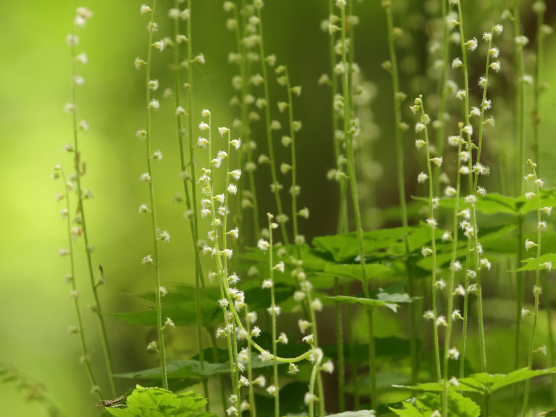 Mitella diphylla, Bishop's Cap in bloom