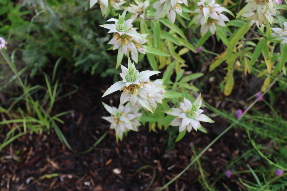 Monarda punctata, Spotted Beebalm, Horse mint, Dotted Mint in bloom