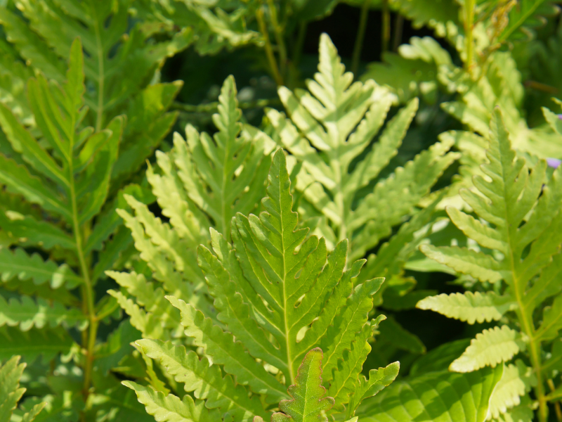 Onoclea sensibilis, Sensitive Fern in bloom