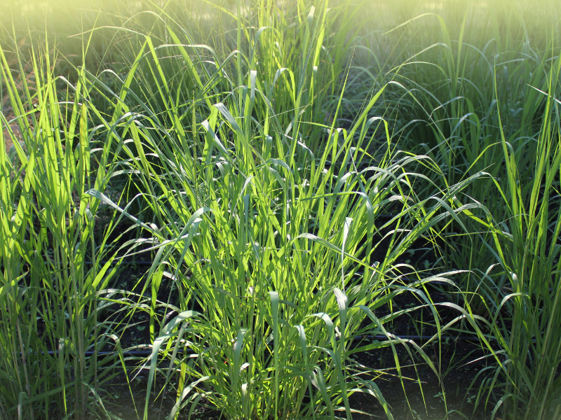 Panicum virgatum, Switch Grasss in bloom