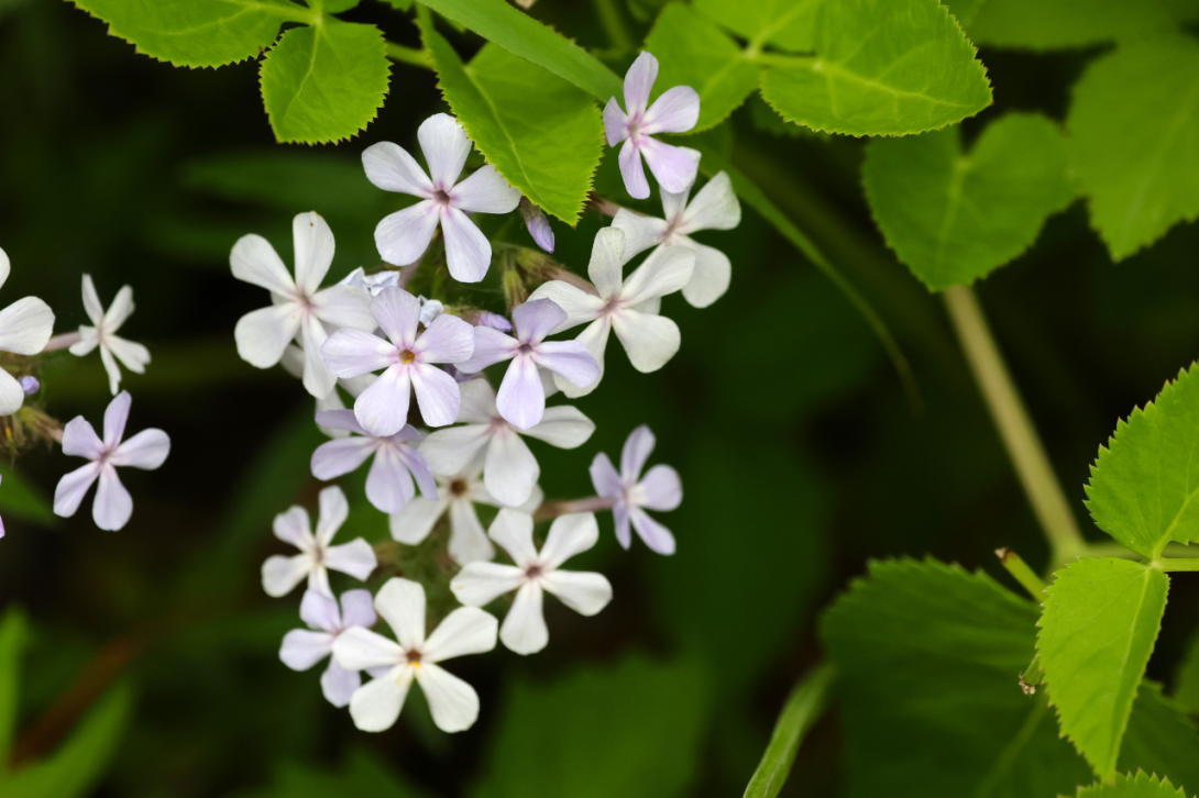 Phlox divaricata, Woodland Phlox in bloom
