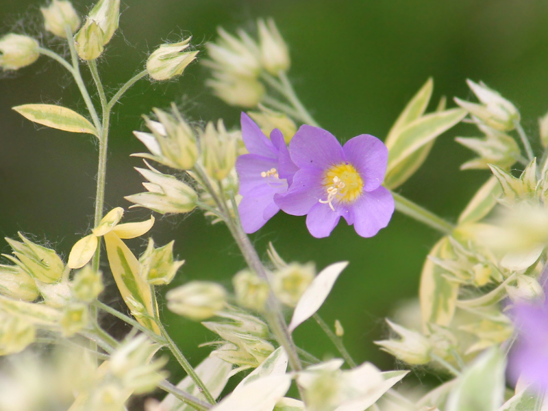 Polemonium reptans, Jacob's Ladder in bloom