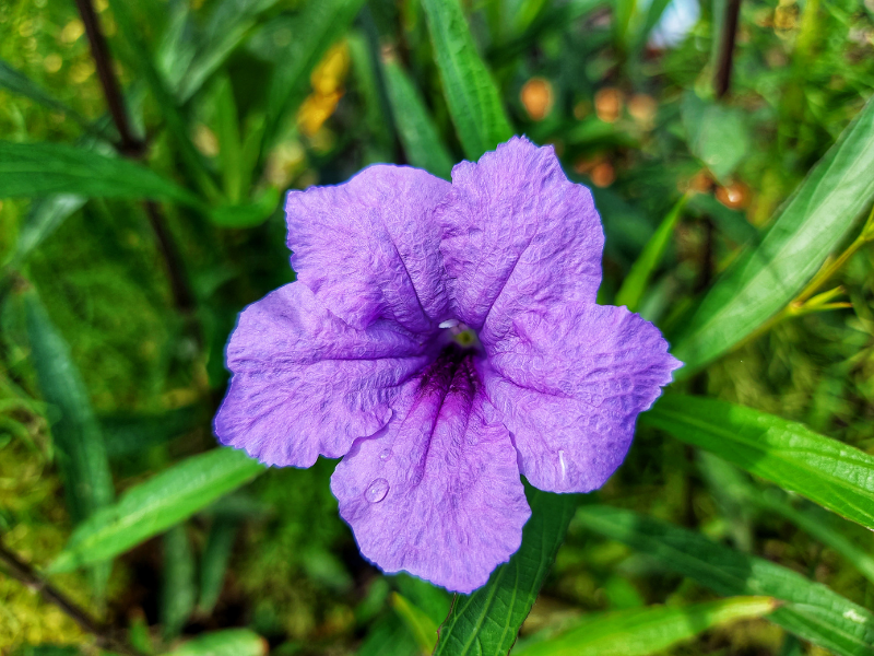 Ruellia humilis, Wild Petunia in bloom
