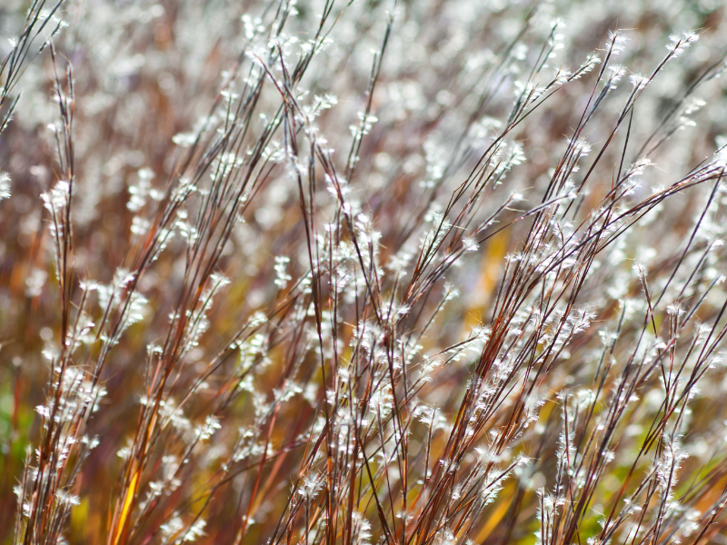 Schizachyrium-scoparium-1
