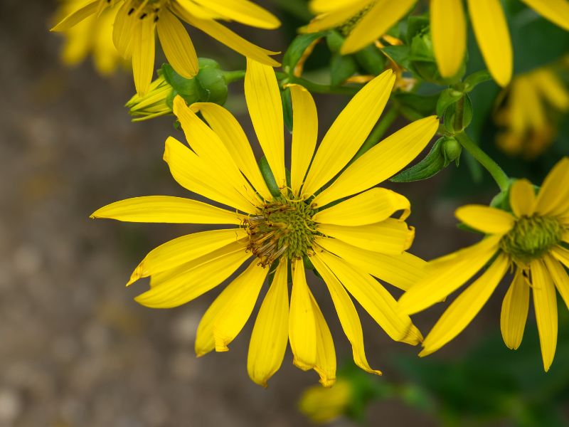 Silphium integrifolium, Prairie Rosinweed in bloom