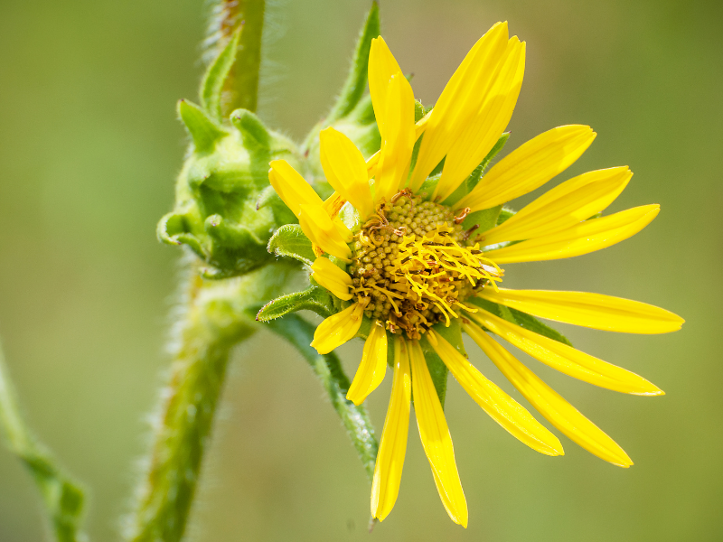 Silphium laciniatum, Compass Plant in bloom