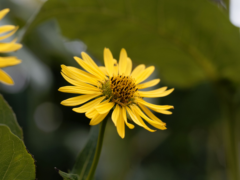 Silphium perfoliatum, Cup Plant in bloom