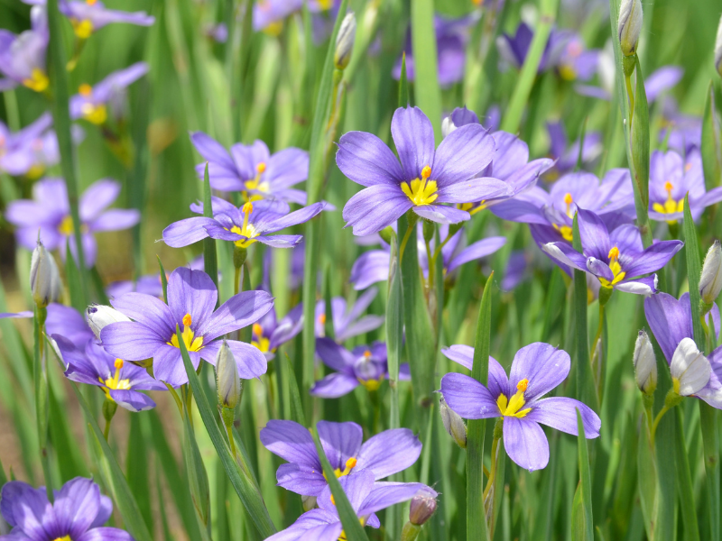 Sisyrinchium angustifolium, Blue-Eyed Grass in bloom