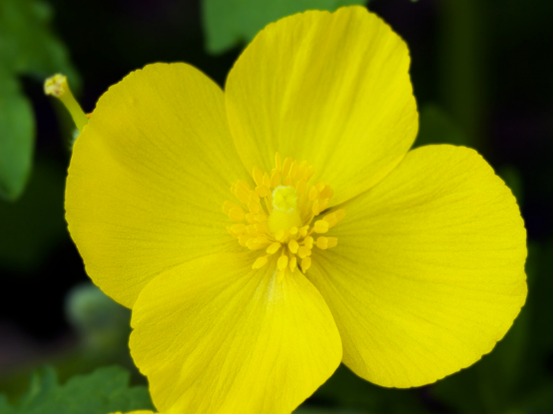 Stylophorum diphyllum, Wood Poppy in bloom